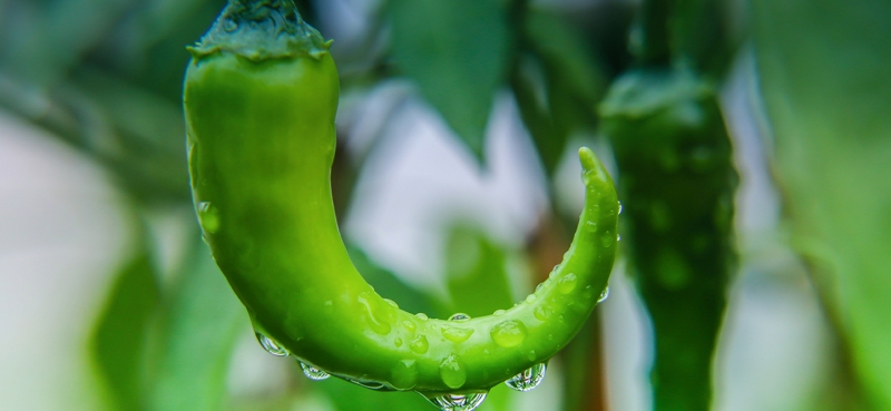 周營(yíng)種植椒 恒邦金牛造